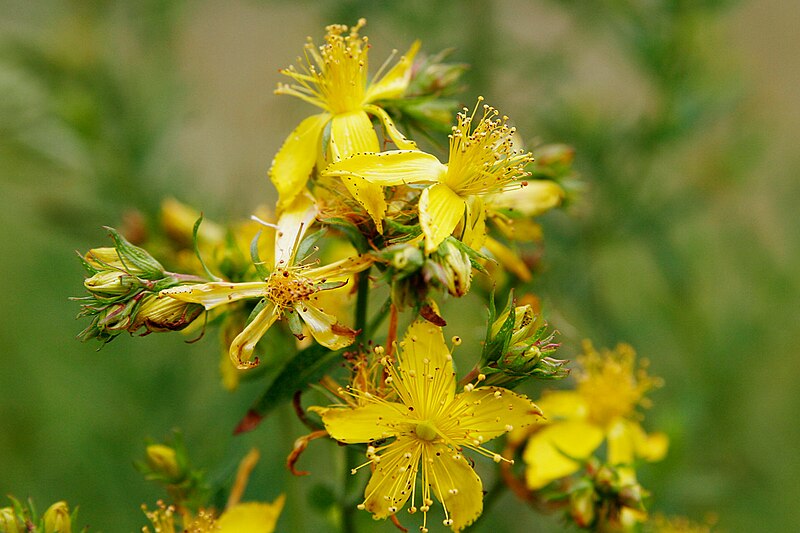 St.John's Wort